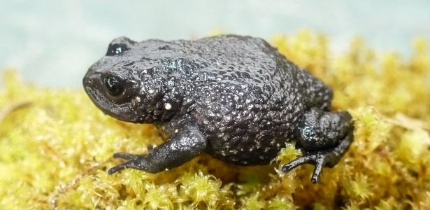 A "Rana de Chaparro" (Phrynopus chaparroi) é uma das novas espécies descobertas  - Sergio Mallqui/Serfor/AFP