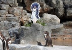 Pinguim famoso por se apaixonar por imagem de papelão morre no Japão - Zoo Tobu/AFP 