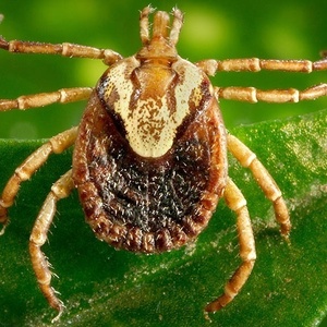 Carrapato-estrela - Christopher Paddock James Gathany/CDC/Reprodução - Christopher Paddock James Gathany/CDC/Reprodução