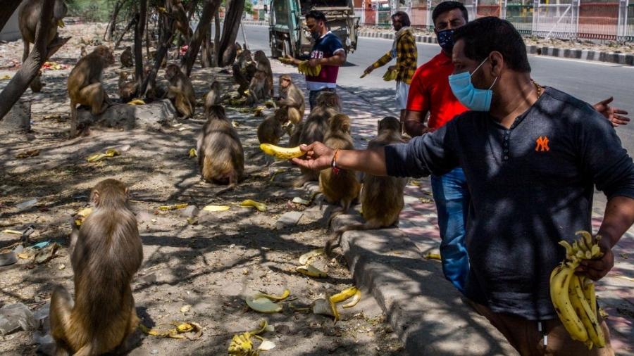 8.abr.2020 - Macacos são alimentados em Nova Déli, onde os animais estão se sentindo mais à vontade para ocupar as ruas - Yawar Nazir/Getty Images