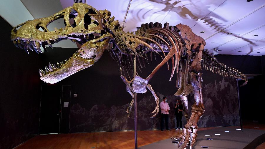 Fóssil de T-Rex será leiloado - Angela Weiss / AFP