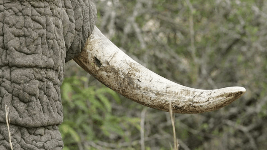 O marfim ilegal foi supostamente vendido a clientes em Nova York e no sudeste da Ásia - GETTY IMAGES