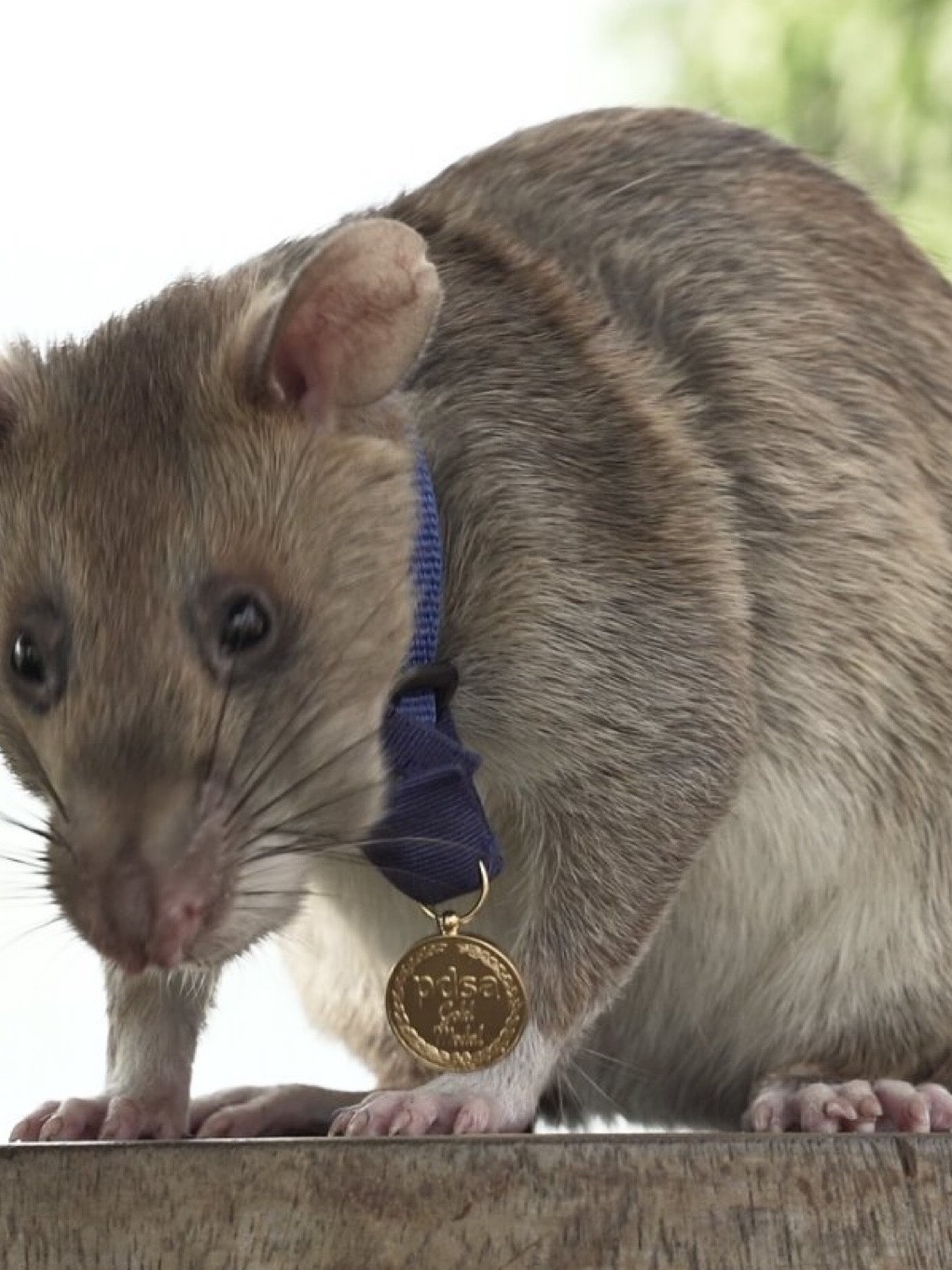 Japoneses desenvolvem rato-robô para atacar roedores de verdade - Mega  Curioso