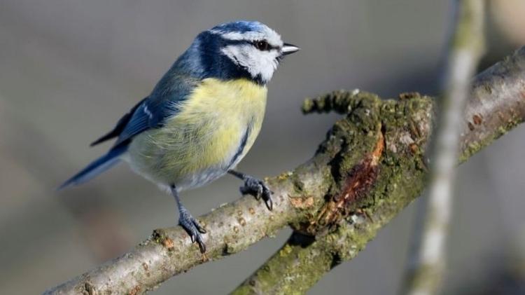 O chapim-azul é conhecido por seus tons de azul e amarelo - Alex Gottschalk/DeFodi Images via Getty Images - Alex Gottschalk/DeFodi Images via Getty Images