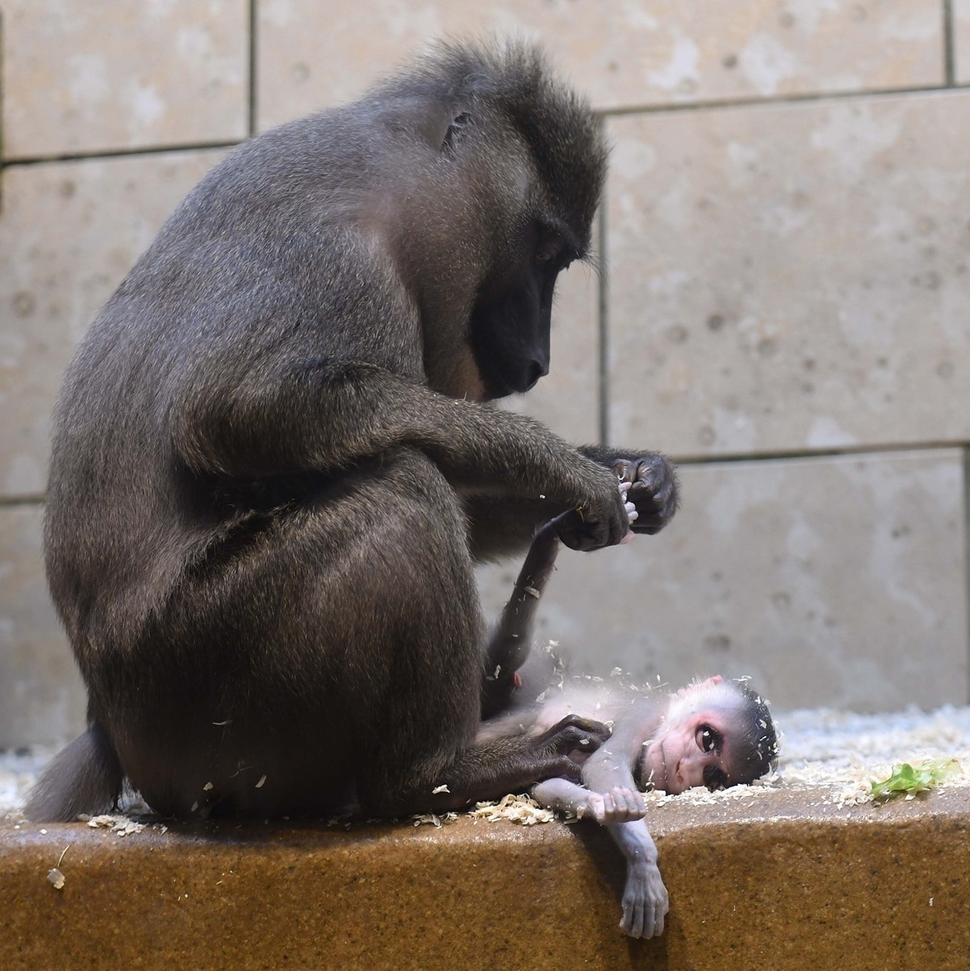 Macaco Chimpanzé Fêmea com Filhote