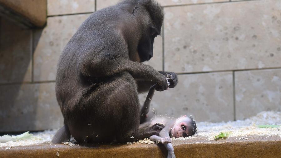 Fotografia feita por funcionária do zoológico mostra macaca velando corpo de bebê que morreu pouco após nascer - Claudia Philipp/Grüner Zoo Wuppertal