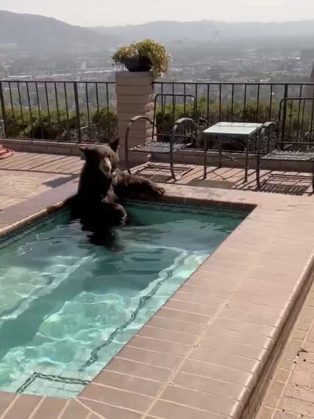 Urso é visto se refrescando na piscina em dia de calor na Califórnia