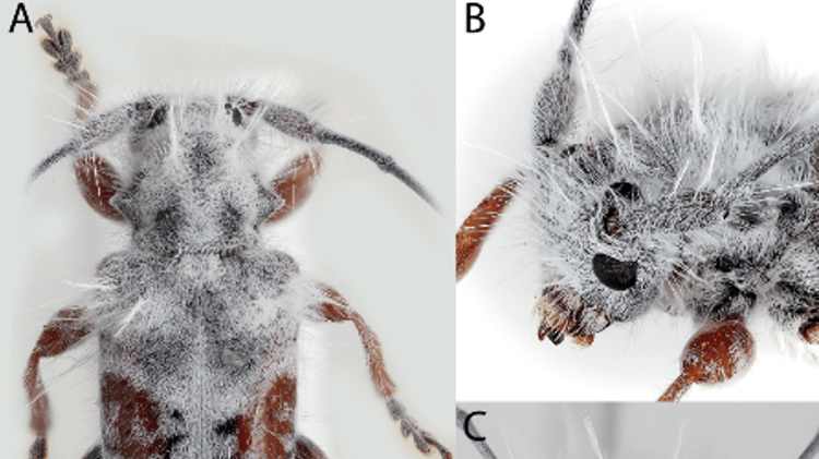 O inseto não só pertence a uma nova espécie, como também a um novo gênero de besouros