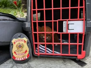 PF prende quatro pessoas e resgata gato ameaçado de extinção no RJ
