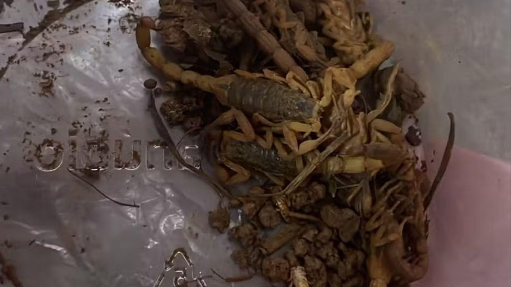 Mais de 100 escorpiões foram capturados em Conchal (SP) - undefined