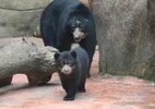 MP pede transferência de ursos de zoológico de Sorocaba para santuário