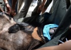 Ursos mantidos como bichos de estimação são resgatados no Vietnã - Hoang Dinh/AFP