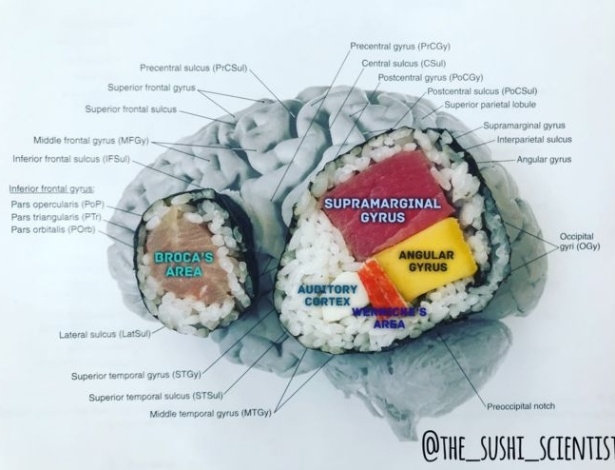 Sushis de salmão e de atum, manga e kani mostram diferentes regiões do cérebro no gráfico feito por Janelle Letzen -  Janelle Letzen