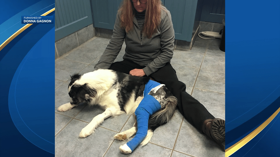Precious se recupera em um hospital veterinário  - Reprodução de vídeo