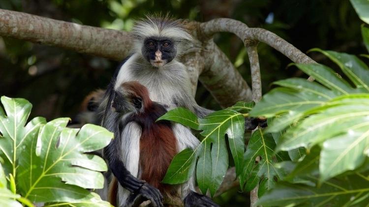 O colobus vermelho de Zanzibar é um dos parentes mais próximos do desaparecido colobus vermelho de Miss Waldron - Getty Images - Getty Images