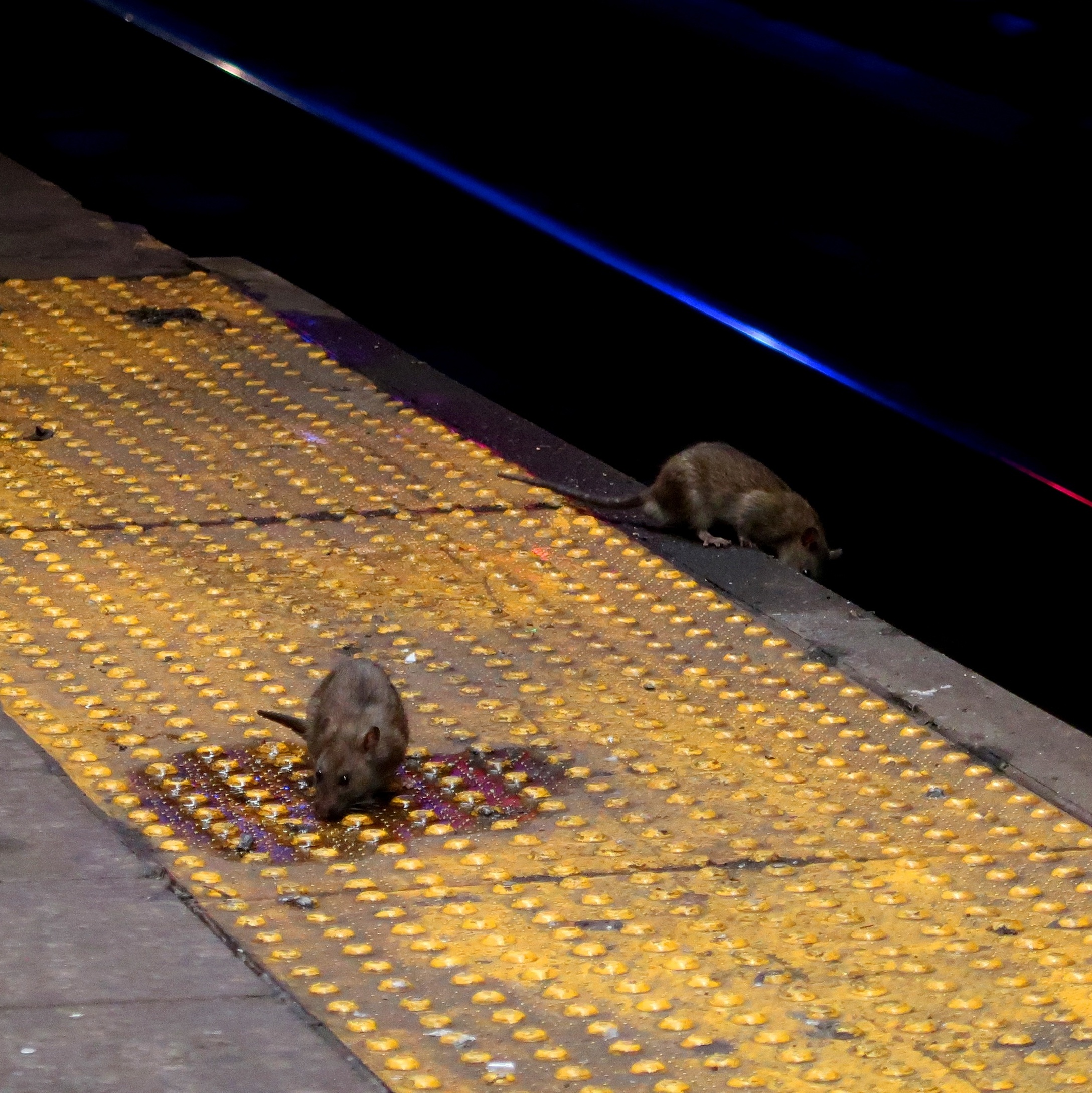 Comendo com ratos': por que Nova York está sofrendo com invasão de roedores  - BBC News Brasil