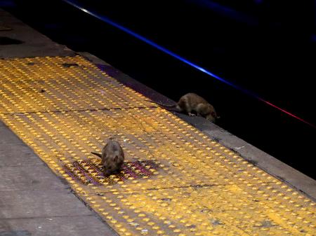 Nova York rato gigante é visto em loja 