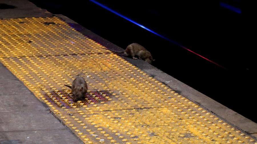Dois ratos procuram por comida em uma plataforma do metrô Herald Square em 2017, na cidade de Nova York, nos EUA - Gary Hershorn/Getty Images
