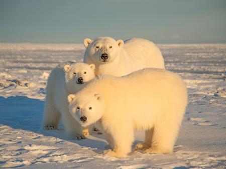Urso polar e filhotes - Getty Images