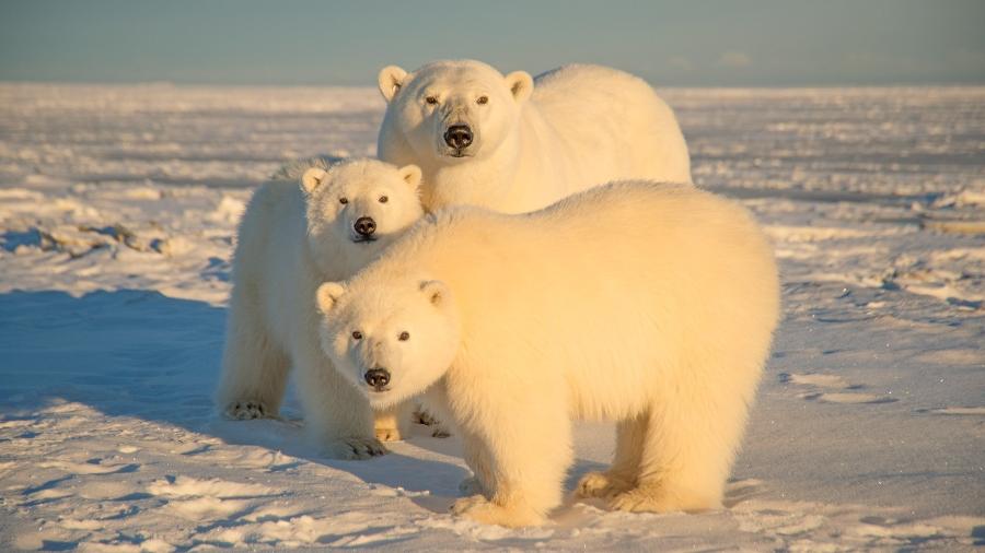 Urso polar e filhotes Urso polar e filhotes