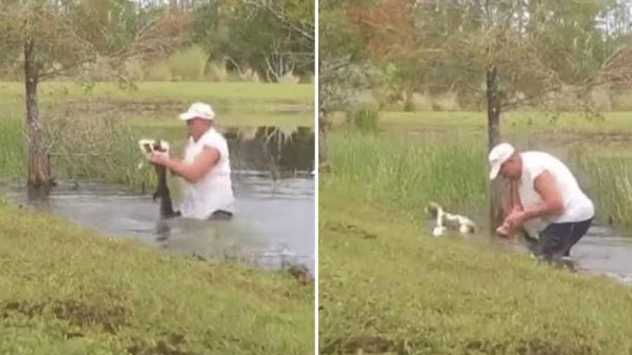 Homem salva cachorro da boca de jacará na Flórida (EUA) - Reprodução/Montagem