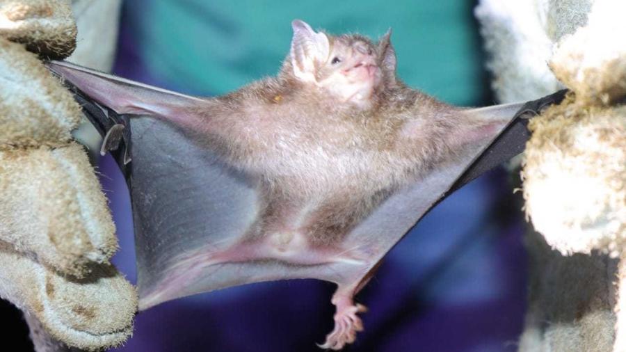 Morcegos da espécie "Desmodus rotundus" também são conhecidos como "morcego-vampiro" - Prefeitura de Bagre/Reprodução