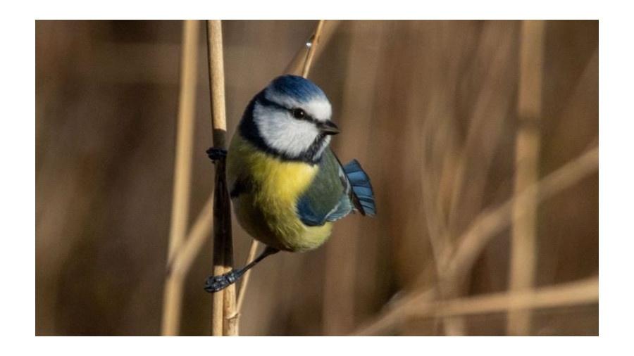 Chapim-azul em galho de árvore - Economou/NurPhoto via Getty Images