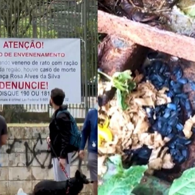 Biólogo orienta sobre o perigo do veneno do sapo para animais e humanos;  moradora de Divinópolis perdeu cadela após intoxicação, Centro-Oeste