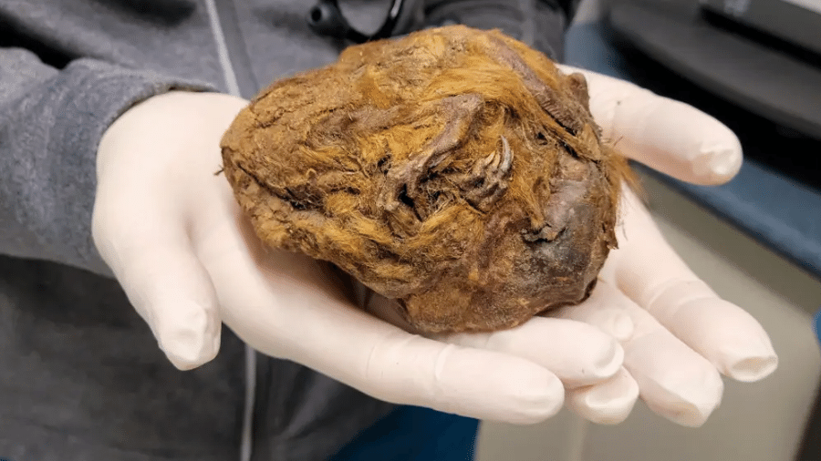 Esquilo de 30 mil anos encontrado no Canadá - Reprodução Facebook/Yukon Beringia Interpretive Centre