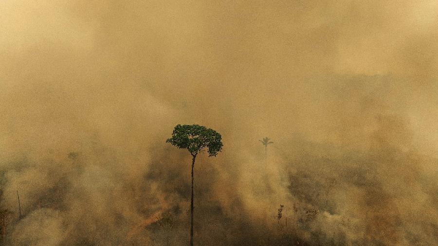 Castanheira resiste à queimada em área desmatada na Estação Ecológica Soldado da Borracha, em Rondonia