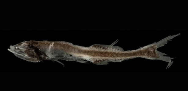 Exemplar do peixe boca-de-cerda - Scripps Institution of Oceanography