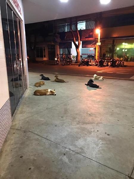 Cachorros de um morador de rua de Cianorte (PR) aguardam saída do homem após ele ser internado em um hospital na cidade - Reprodução/ Facebook Amigos de Patas Cianorte