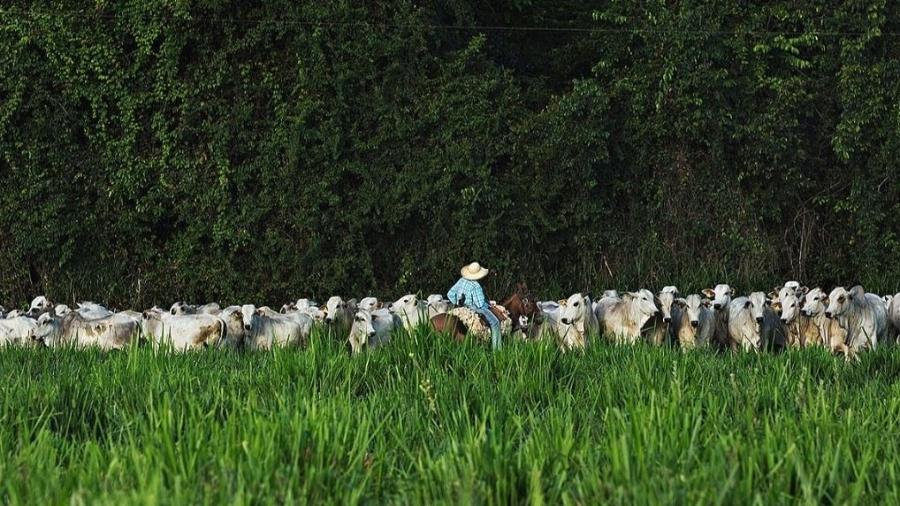 Vaqueiro lida com gado em pasto no Pará  - Lalo de Almeida/Folhapress