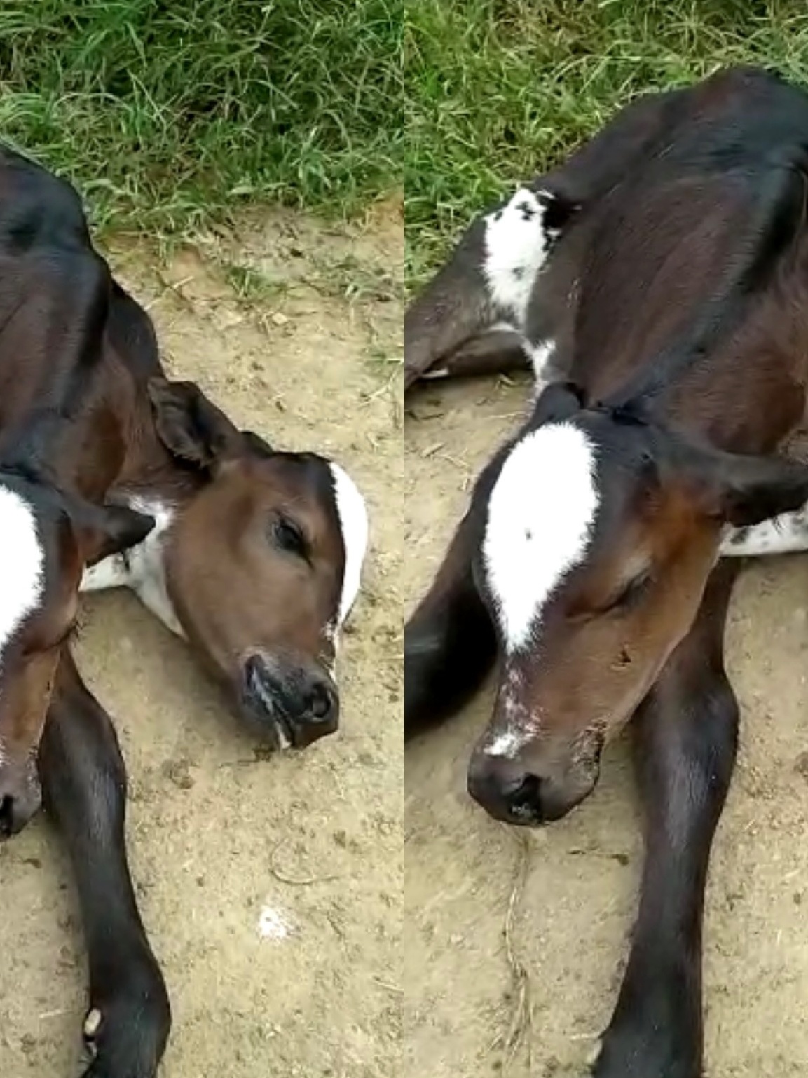 ALGUÉM PULOU A CERCA: Filhote com cabeça de cavalo e corpo de boi nasce em  Conceição do Almeida e desperta curiosidade