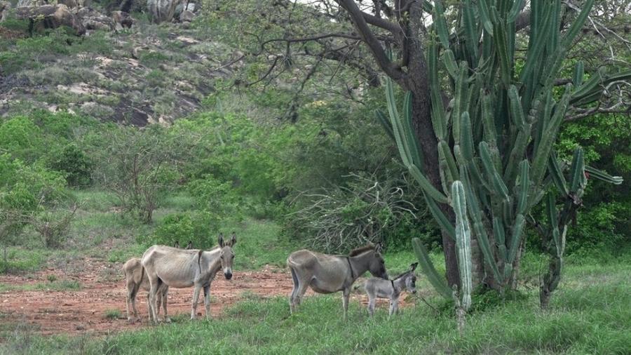 Antes do abate, animais ficam armazenados em áreas de caatinga na Chapada Diamantina - Feliz Lima