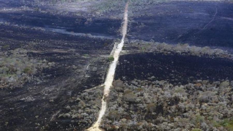 Cerrado é um dos biomas mais ameaçados do Brasil - Agência Brasil
