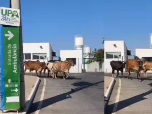 Vacas são vistas 'passeando' em estacionamento de UPA em MG; vídeo