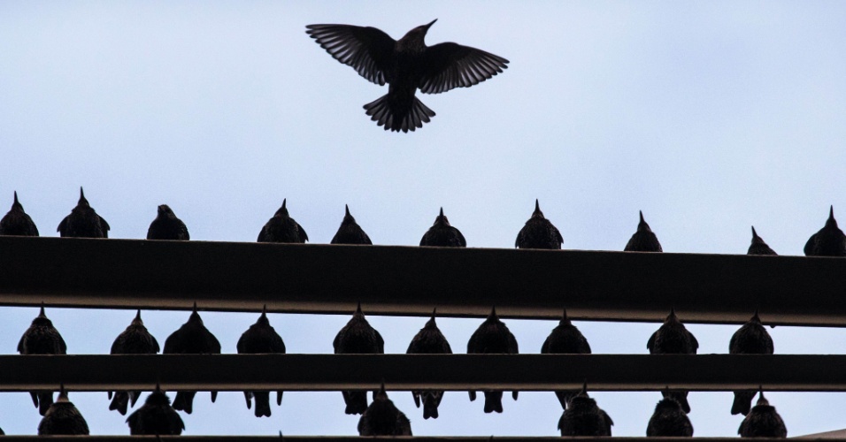 16.nov.2015 - Pássaros pousam em um poste de energia em Frankfurt, na Alemanha