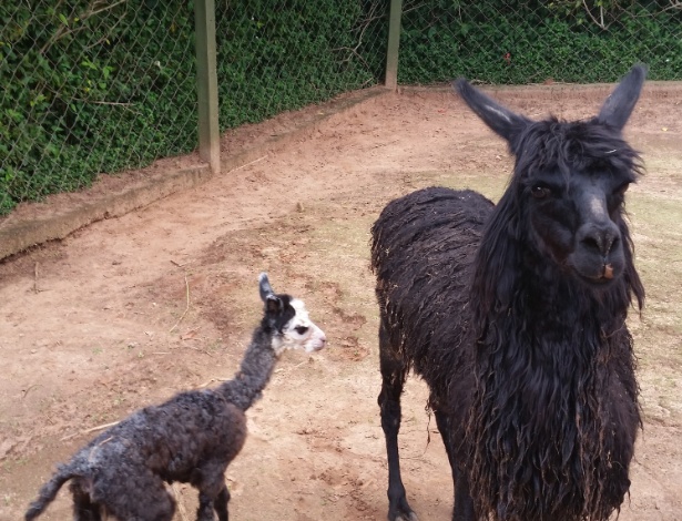 Filhote de alpaca que nasceu no último dia de 2015 vira atração em Bauru - Luiz Pires/Zoo Bauru/Divulgação