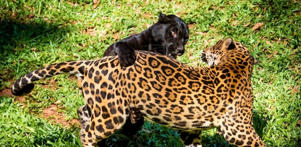 Dois filhotinhos de onça-pintada nasceram no zoológico do Refúgio Biológico Bela Vista  - Rubens Fraulini - 29.dez.2016/Divulgação