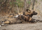 Democracia animal: cachorros selvagens africanos espirram para 