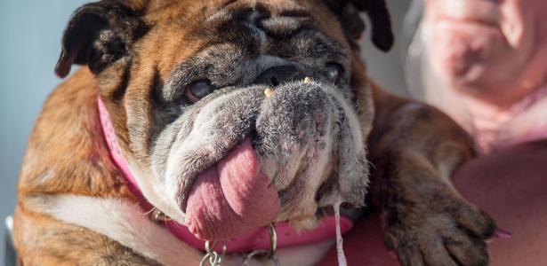 A buldogue Zsa zsa foi eleita o cachorro mais feio do mundo em 2018 - Josh Edelson/AFP Photo