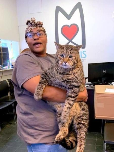 Mr. B, o gato de 12 quilos que foi adotado nos EUA após bombar na web - Divulgação/Morris Animal Refuge