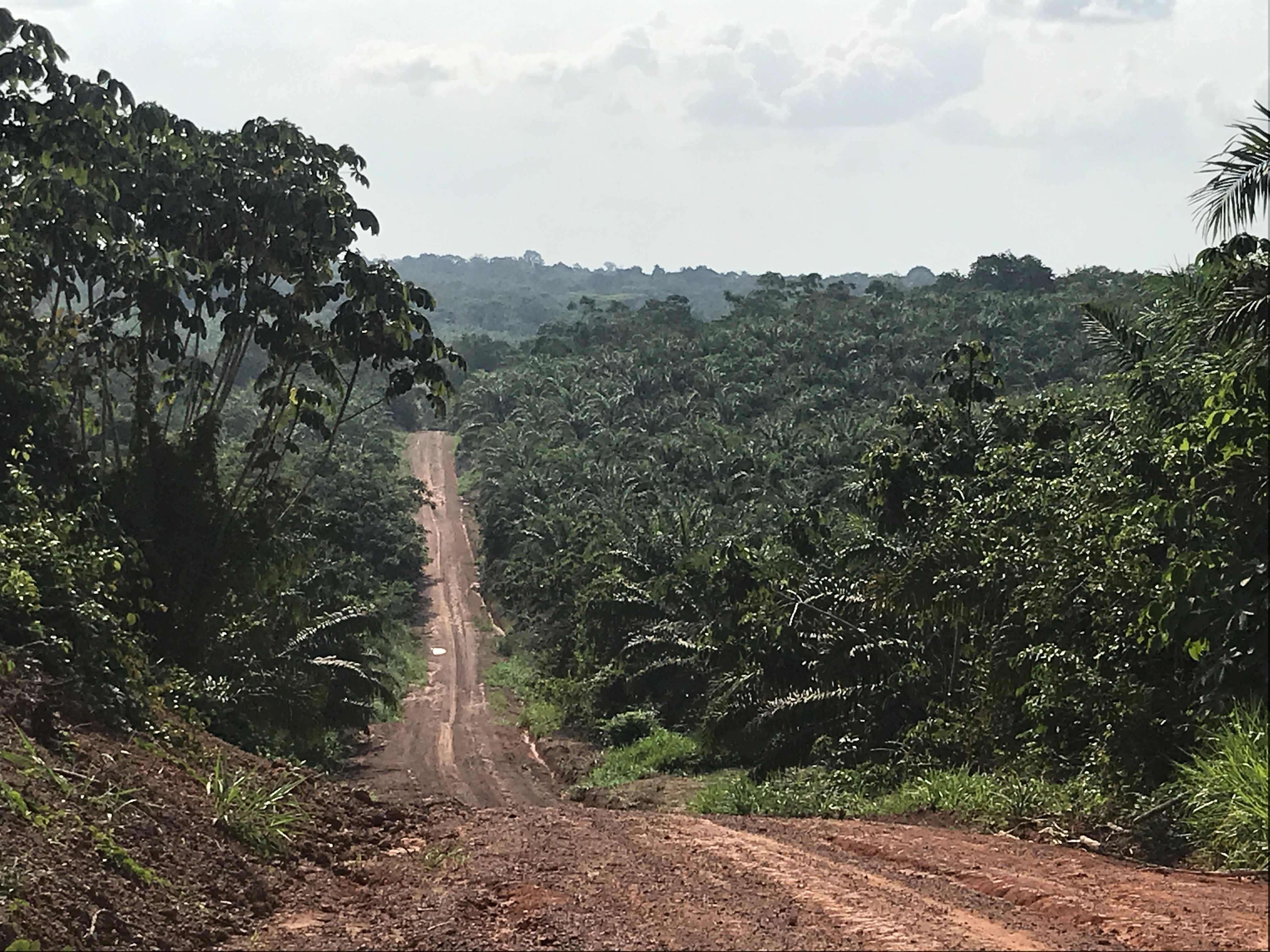 Óleo de palma 'sustentável' da Amazônia esconde desmatamento e lado obscuro