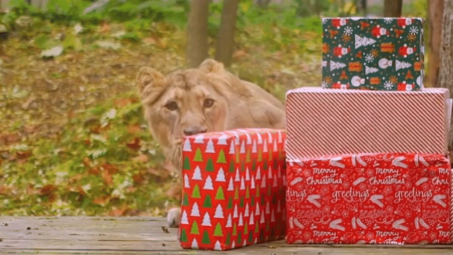 Leoa do Zoológico de Londres abre presente de Natal - Reprodução/Instagram/ZSL London Zoo