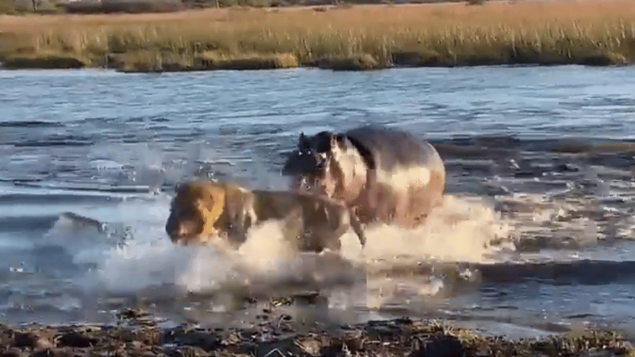 Hipopótamo é flagrado atacando um grupo de leões na África; um dos felinos acaba ferido - Reprodução/Twitter