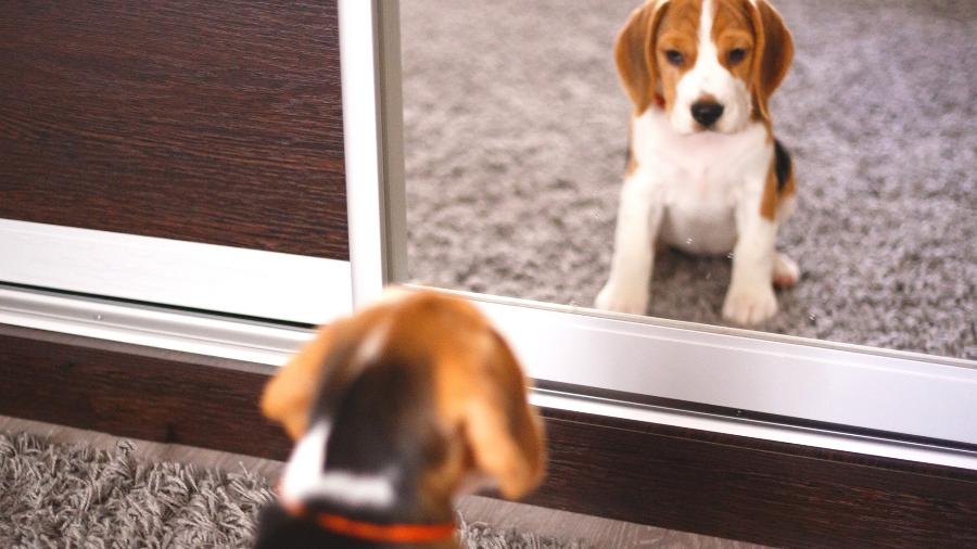 Cachorros se olha no espelho - Aleksandra Iarosh/Getty Images/iStockphoto