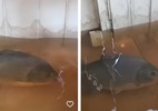 Peixe nada em cozinha alagada por enchente em MT; veja - Reprodução