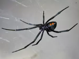 Aranhas mais perigosas do mundo: veja quais são e onde vivem essas espécies