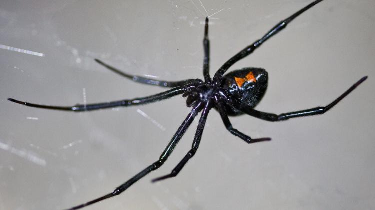 Aranha Viúva Negra (Latrodectus spp.)